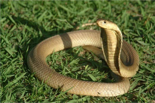 Mơ nhìn thấy rắn đánh đề con gì cho dễ trúng nhất? Có phải điềm lành?