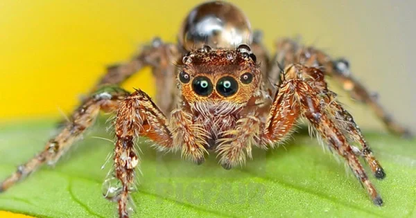 Nắm thông tin về nhìn thấy nhện đánh con gì để áp dụng hiệu quả