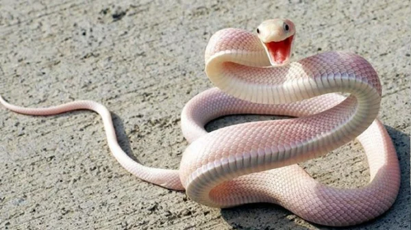 Mỗi giấc mơ ngủ mơ nhìn thấy rắn đánh con gì sẽ có con số khác nhau