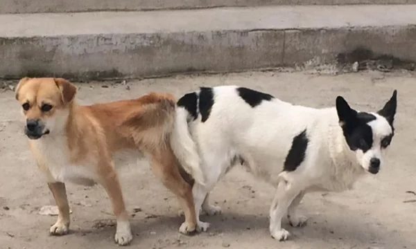 Nhìn thấy chó lẹo nhau đánh con gì đánh đề cho dễ trúng giải