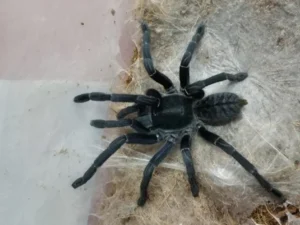 Nắm thông tin về Nhìn thấy nhện đen đánh con gì để áp dụng hiệu quả
