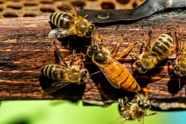Nhìn thấy ong đánh con gì điềm báo là gì?