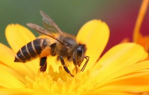Nhìn thấy ong đánh con gì trong giấc mơ và ý nghĩa