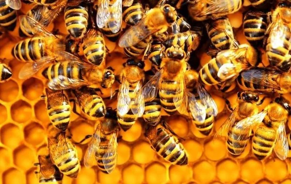 Nhìn thấy ong đánh con gì trong mơ cho dễ trúng giải