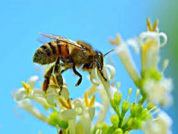 Nắm thông tin về nhìn thấy ong đánh con gì để áp dụng hiệu quả