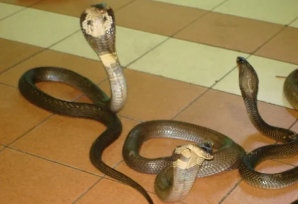 Nhìn thấy rắn vào nhà đánh con gì dựa vào phong thủy